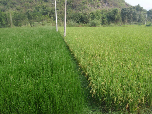 Rice on the right, Water Chestnut on the left.